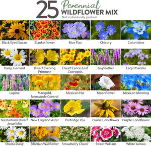 ไวลด์ฟลาวเวอร์25วาไรตี้สไตล์โมเดิร์นแพ็ก4ออนซ์ประสิทธิภาพสูงไม้ยืนต้นกลางแจ้งสำหรับพื้นที่กลางแจ้ง - Product Image 3
