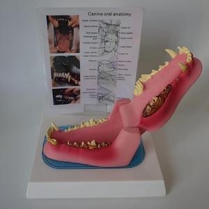 Veteriner Ağız Anatomisi Öğretimi için Diş Hastalığı Patolojisi içeren Köpek Çene Modeli - Product Image 5