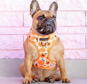 Tali kekang anjing pola kustom dapat dibalik dengan fitur Label personalisasi-produk hewan peliharaan kaya - Product Image 5