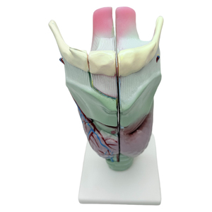Mô Hình Mô Phỏng Khớp Thanh Quản Phóng Đại Chuyên Nghiệp Mô Hình Giải Phẫu Y Tế/Mô Hình Giải Phẫu Sinh Học - Product Image 2