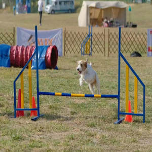 Barra doble de acero para perros al aire libre, ala de salto, ala de vallas, entrenamiento de perros, agilidad, barra de vallas directa de fábrica, proveedores de entrenamiento de perros - Product Image 2