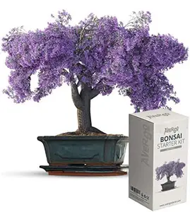 Complete Indoor Starter Kit For Growing New Bonsai Starter Kit Gardening Gifts Indoor Garden Kit