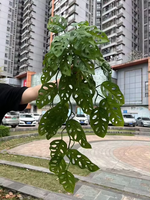 Vigne artificielle suspendue avec des feuilles en plastique fausse plante traînante pour la décoration murale de mariage de balcon intérieur extérieur