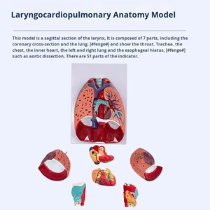Modello di Chirurgia Toracica in PVC Medico, Sistema Respiratorio Umano, Gola, <span class=keywords><strong>Cuore</strong></span>, Tiroide, Organi Interni, <span class=keywords><strong>Educazione</strong></span> Scientifica - Product Image 2