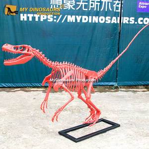 <span class=keywords><strong>Esqueleto</strong></span> <span class=keywords><strong>de</strong></span> <span class=keywords><strong>dinosaurio</strong></span> <span class=keywords><strong>de</strong></span> fibra <span class=keywords><strong>de</strong></span> vidrio fósil <span class=keywords><strong>de</strong></span> resina My Dino con nuevo estilo <span class=keywords><strong>Velociraptor</strong></span> rosa para - Product Image 5