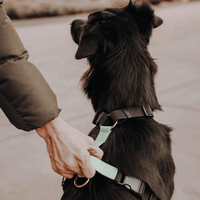 2026 Premium Beschichtetes Macaron Hellgrünes Wasserdichtes H-Strap Hundehalsband Verstellbares Hundehalsband-Geschirr-Leinen-Set