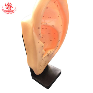 Modelo de acupuntura auricular de 22 cm de altura, modelo estándar de puntos de acupuntura auricular con grabado preciso de zonas de reflejo. Acupuntura auricular - Product Image 3
