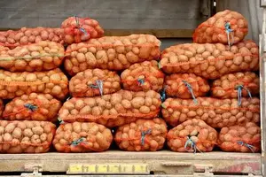 Patate Premium Fresche Varietà Olandese Raccolto Più Recente per Cucina, Vendita all'Ingrosso, Esportazione, Qualità da Fattoria a Tavola, Conservazione Refrigerata - Product Image 6