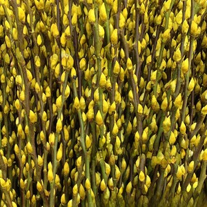 Цветные серебряные цветы - Product Image 5