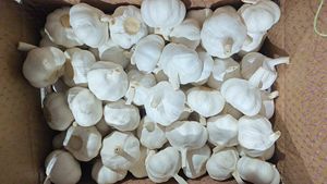 Ajo Chino Fresco, Nueva Cosecha, 4.5cm - 6.5cm, Cartón, Ajo Blanco Puro, Grado Alimenticio, 1 Año de Duración, Certificado - Product Image 4