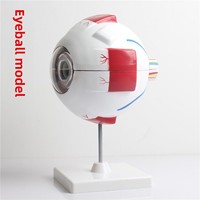Modèle d'anatomie oculaire en plastique XR, jouet décoratif en forme d'œil, organisateur, aide pédagogique anatomique à grande échelle, globes oculaires détachables