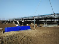 Abreuvoir automatique chauffé et isolé pour animaux, 300L, avec vanne à flotteur, pour une utilisation toute l'année