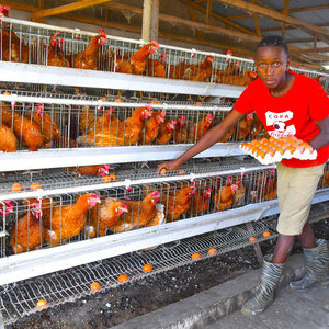 Poules pondeuses de type <span class=keywords><strong>4</strong></span> étages <span class=keywords><strong>Cages</strong></span> en batterie Poulet de ponte galvanisé Ferme avicole Poule de ponte Cage à vendre - Product Image 1