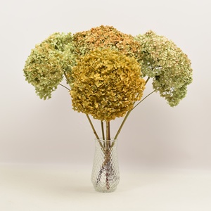 HFlora última venta caliente planta natural conservada flores Hortensia manojo con vapor para el hogar tienda de bodas - Product Image 5