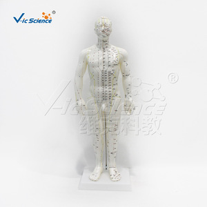 50cm Male Human Acupuncture Model with <b>Plastic</b> <b>Disc</b> VIC-503B Acupoint and Meridian Model - Product Image 1
