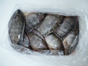 Produits de la mer en gros de Chine, poissons vivants, tilapia congelé, <span class=keywords><strong>poisson</strong></span> congelé, vente en gros de poissons <span class=keywords><strong>d</strong></span>'<span class=keywords><strong>eau</strong></span> <span class=keywords><strong>douce</strong></span> - Product Image 1