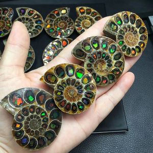 Colgante de joyería fina colorida de piedra de roca Mineral Natural de alta calidad, collar fósil de Amonita para regalo - Product Image 3