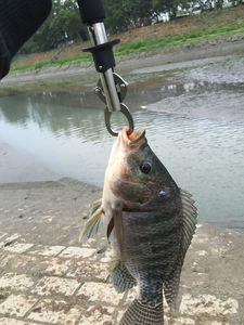 <span class=keywords><strong>Pince</strong></span> à poisson DX TOOLS BL-025 en acier inoxydable avec mâchoire à <span class=keywords><strong>pince</strong></span>, échelle de 25 kg, poignée en EVA souple, corde noire/rouge - Product Image 6