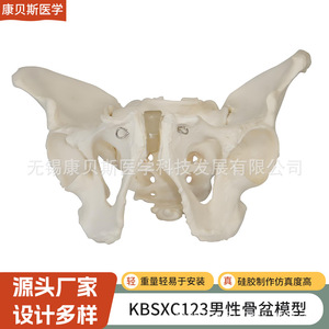 Modèle de bassin masculin KBS/XC123 pour l'enseignement médical ; Modèle squelettique masculin ; Modèle squelettique humain pour l'enseignement - Product Image 3
