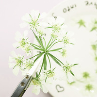 Bijoux en résine Ammi Visnaga, dentelle, plantes naturelles, écologiques, fleurs pressées réelles