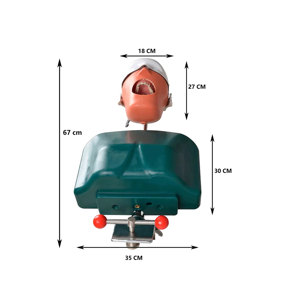 Modelo de cabeza dental de fábrica modelo de entrenamiento de enseñanza Escuela estudio universitario simulador dental