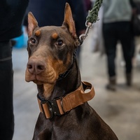 Accessoires pour chiens Correa De Piel Para Perro Collier de chien Pitbull en cuir PU imperméable Laisse en cuir tactique large