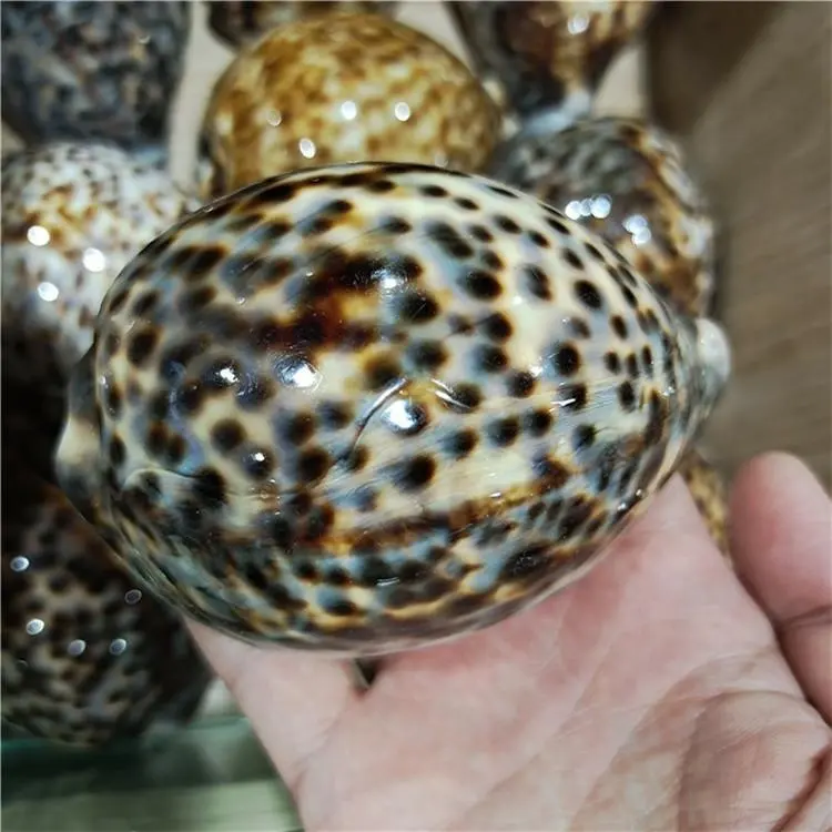 Natürlichen glanz leopard schwarz ozean spotted tiger cowries meer shell für geschenk