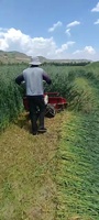 Type de marche multifonction coupe-grain lentilles poivre moissonneuse riz machine récolte