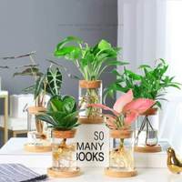 Vase de plantes hydroponiques en verre transparent avec bouchon en liège et base en bois pour la décoration de la maison
