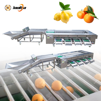 Industriële automatische sorteermachine voor avocado's, sinaasappels, citroenen en appels; fruit- en groentesorteerapparatuur.