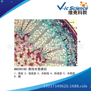 Sycamore stem cross section; plant slide; stem and stem metamorphosis; biological section specimen; <b>microscope</b> slide. - Product Image 5