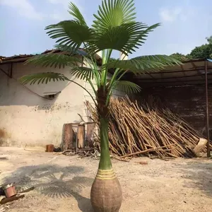 Árvore de coco por atacado para a decoração do jardim de Coco árvores que se parecem com garrafas de vinho por fábricas Chinesas e fabricantes