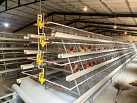 Nouveau type de poulailler long en acier galvanisé, 120, 128, 160 places, pour l'élevage de volailles, avec incubation de poulets de chair en batterie à 4 niveaux