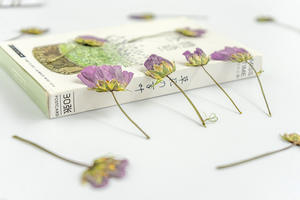 Calliopsis-flores prensadas para hacer artesanías, flores naturales respetuosas con el medio ambiente - Product Image 3