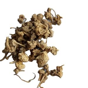 Zhu zi shen naturel séché Panax japicus <span class=keywords><strong>var</strong></span>. Racine de rhozome majeure pour herbe - Product Image 1