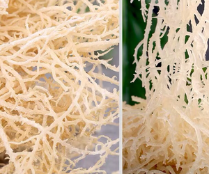 Musgo de mar rico en vitamina E, musgo de mar puro irlandés, material crudo artesanal, musgo de mar - Product Image 4