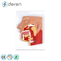Modelo Realista de Cabeza y Cuello de PVC y Silicona, con Nervios y Vasos Superficiales, Tamaño Real, para Entrenamiento Médico