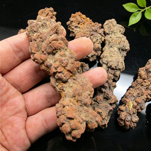 Coprolita Natural en Bruto, Heces de Dinosaurio Fossilizadas, Minerales Crudos, Piedra Mascota de la Tierra - Product Image 2