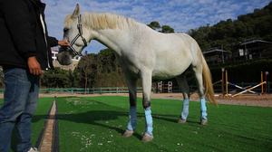 מגפי רכיבה על סוסים בהתאמה אישית מגפי רכיבה על סוסים רשת מגפי רכיבה על סוסים סוסים בעיצוב החדש ביותר - Product Image 3