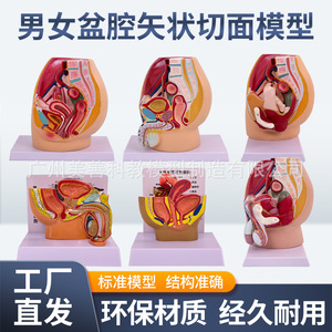Modèle pédagogique de bassin féminin, spécimen du système urogenital féminin, section sagittale médiane du modèle d'anatomie humaine - Product Image 2