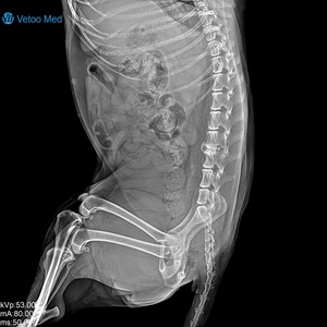 Equipo Profesional de Imagenología CT para Animales, Ortopedia, Oncología, Trauma de Emergencia, Fácil Instalación, Escáner CT Veterinario Vetoo - Product Image 6