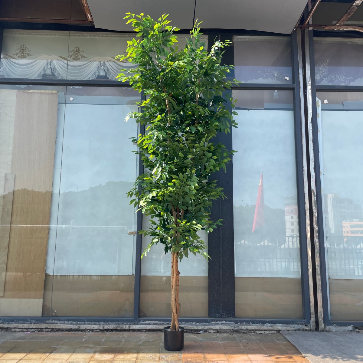 300cm Banyan tree with wooden poles