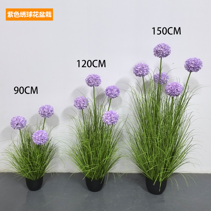 ไฮเดรนเยียสีม่วง [กระถาง]