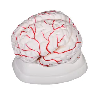 Menschliches Gehirn zerebral mit Arterie Lebensgroßes PVC-anatomisches Lehr modell Medizinisches Gehirn modell