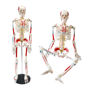 Modèle de squelette de 85 cm incluant les zones de départ et d'arrivée de tous les muscles, des disques intervertébraux, des nerfs et des os - Product Image 4