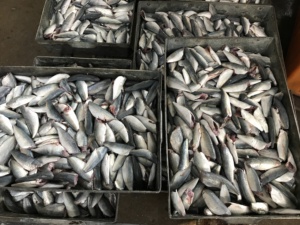 HGT istavrit balığı çin deniz ürünleri kapalı kuyruk kapalı yuvarlak Scad 7-9cm 9-11cm dondurulmuş balık Basa balık - Product Image 6