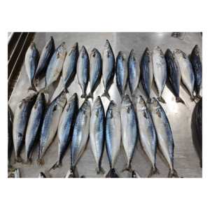 X1276 Pacific Cavala Peixe Scomber Japonicus Tamanho Grande Fabricante Peixe <span class=keywords><strong>Saba</strong></span> 15-20pcs Frozen Pacific Cavala 500-700g - Product Image 1