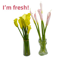 Fleurs fraîches élégantes de lys calla pour bouquet de mariage, vente en gros de Zantedeschia directement de la ferme du Yunnan pour les fleuristes et les fournitures événementielles