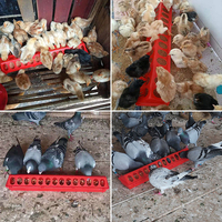 Mangeoire à poulets et oiseaux à 12/18/22 trous, double rangée, 20/30/40 cm, pour pigeons/poulets/poussins