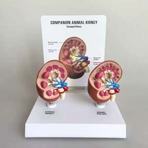 KyrenMed-Modelo de riñón animal de compañía de 2 piezas con renal normal y anatomía patológica para enseñanza veterinaria - Product Image 2